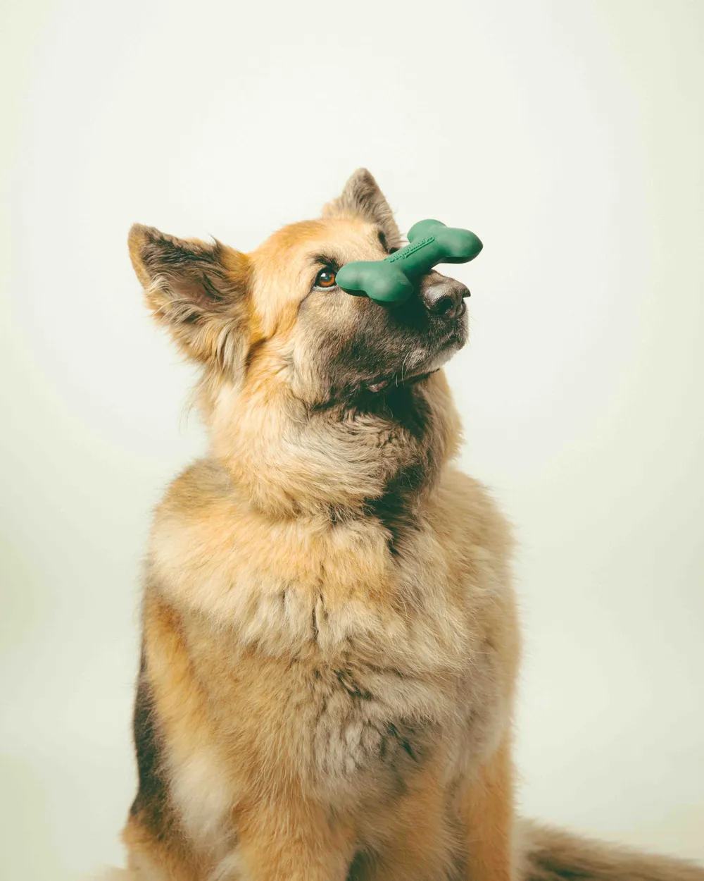 Dogwalkers dog bone toy by anthem branding